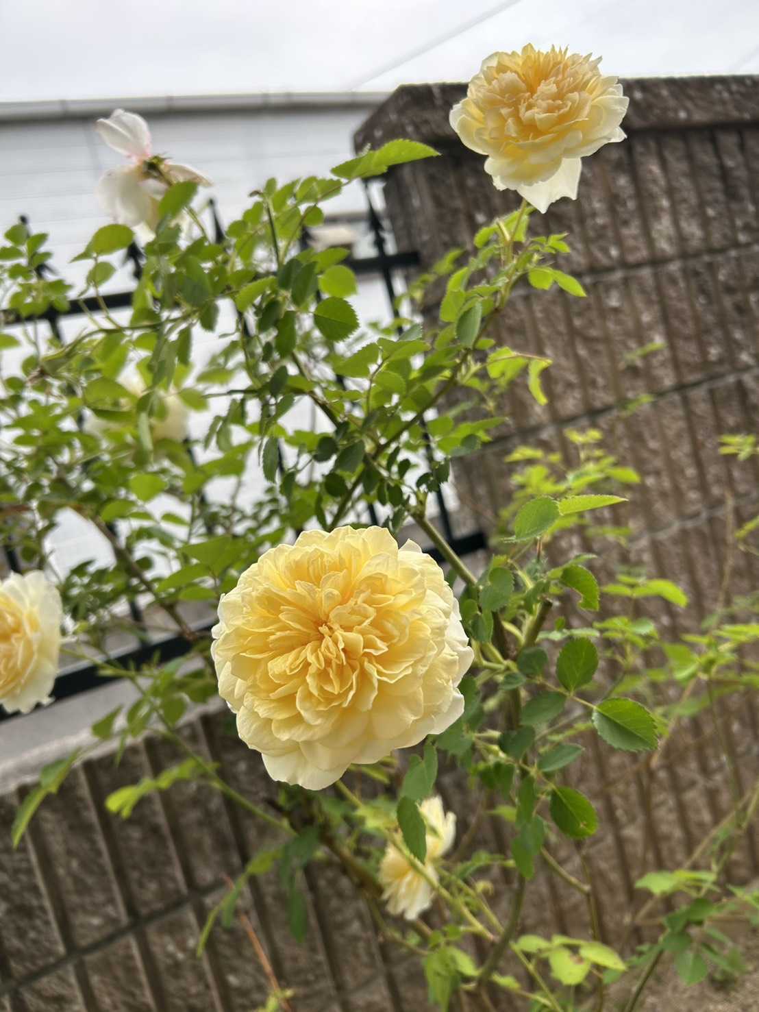 バラの花